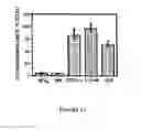 Fig. 12 - Mesenchymal precursor cell