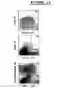 Fig. 16 - Mesenchymal precursor cell