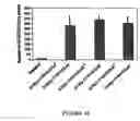 Fig. 17 - Mesenchymal precursor cell