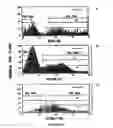 Fig. 22 - Mesenchymal precursor cell