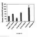 Fig. 23 - Mesenchymal precursor cell
