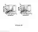 Fig. 24 - Mesenchymal precursor cell