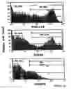 Fig. 26 - Mesenchymal precursor cell
