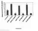 Fig. 27 - Mesenchymal precursor cell