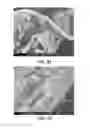 Fig. 34 - Processing biomass