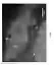 Fig. 02 - METHOD AND KIT FOR PROTOZOA CHARACTERIZATION