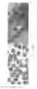 Fig. 06 - METHOD AND KIT FOR PROTOZOA CHARACTERIZATION