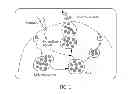 Fig. 02 - NOVEL HUMAN EXOSOMAL PROTEINS AND USE THEREOF