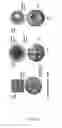 Fig. 02 - METHODS FOR AGGREGATION AND DIFFERENTIATION OF MAGNETIZED STEM CELLS