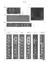 Fig. 49 - METHOD AND DEVICE FOR EXAMINING MYOCARDIAL TOXICITY AND EVALUATING CARDIOMYOCYTE