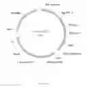 Fig. 17 - Sclareol and labdenediol diphosphate synthase polypeptides, encoding nucleic acid molecules and uses thereof