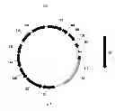Fig. 02 - Vector containing multiple nucleotide sequences for the expression of enzymes