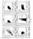 Fig. 08 - REPROGRAMMING IMMORTALIZED B CELLS