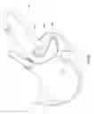 Fig. 08 - Adjustable breast support garment