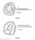 Fig. 02 - Coated dehydrated microorganisms with enhanced stability and viability