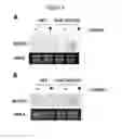 Fig. 03 - METABOLIC CONTROL OF SEED GERMINATION