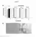 Fig. 06 - METABOLIC CONTROL OF SEED GERMINATION