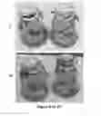 Fig. 05 - Antibiotic preparation method and platform system based on same