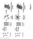 Fig. 02 - Self-assembled composite ultrasmall peptide-polymer hydrogels