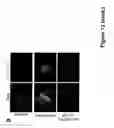 Fig. 17 - Self-assembled composite ultrasmall peptide-polymer hydrogels