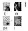Fig. 19 - Self-assembled composite ultrasmall peptide-polymer hydrogels