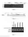 Fig. 03 - Methods for inducing orexin neurons and agent for treating narcolepsy or eating disorder
