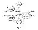 Fig. 02 - Isoform-selective inhibitors and activators of PDE3 cyclic nucleotide phosphodiesterases