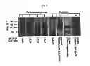 Fig. 07 - Isoform-selective inhibitors and activators of PDE3 cyclic nucleotide phosphodiesterases