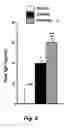 Fig. 06 - Methods and compositions for reducing serum levels of immunoglobulin E (IgE)