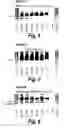 Fig. 04 - Antisense molecules and methods for treating pathologies