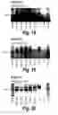 Fig. 09 - Antisense molecules and methods for treating pathologies
