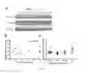 Fig. 02 - Methods and agents to increase therapeutic dystrophin expression in muscle