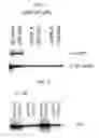 Fig. 02 - Double-stranded nucleic acid molecule, cancer cell proliferation inhibitor and pharmaceutical agent suitable for prevention or treatment of cancer