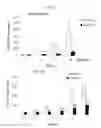 Fig. 04 - Double-stranded nucleic acid molecule, cancer cell proliferation inhibitor and pharmaceutical agent suitable for prevention or treatment of cancer