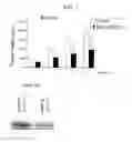 Fig. 06 - Double-stranded nucleic acid molecule, cancer cell proliferation inhibitor and pharmaceutical agent suitable for prevention or treatment of cancer