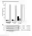 Fig. 04 - Extended dicer substrate agents and methods for the specific inhibition of gene expression