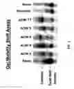 Fig. 04 - INDUCTION OF EXON SKIPPING IN EUKARYOTIC CELLS