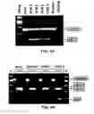 Fig. 05 - INDUCTION OF EXON SKIPPING IN EUKARYOTIC CELLS