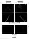Fig. 07 - INDUCTION OF EXON SKIPPING IN EUKARYOTIC CELLS
