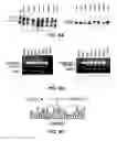 Fig. 09 - INDUCTION OF EXON SKIPPING IN EUKARYOTIC CELLS