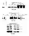 Fig. 07 - COMPOSITIONS AND METHODS FOR MODULATING ANGIOGENESIS