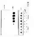 Fig. 09 - COMPOSITIONS AND METHODS FOR MODULATING ANGIOGENESIS