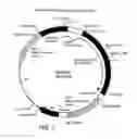 Fig. 04 - OPTIMIZED MESSENGER RNA