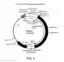 Fig. 05 - OPTIMIZED MESSENGER RNA