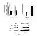 Fig. 02 - Methods of treating or preventing insulin resistance and associated diseases and conditions