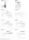 Fig. 02 - Method of treating androgen receptor (AR)-positive breast cancers with selective androgen receptor modulator (SARMs)
