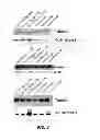 Fig. 03 - Uses of histone acetyltransferase activators