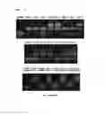 Fig. 08 - siRNA conjugate and preparation method thereof