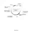 Fig. 52 - PLANTS HAVING ENHANCED YIELD-RELATED TRAITS AND A METHOD FOR MAKING THE SAME