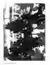 Fig. 01 - Grapevine 'IFG Fifteen'